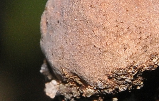 I quiz continuano....!!! - Tulostoma squamosus